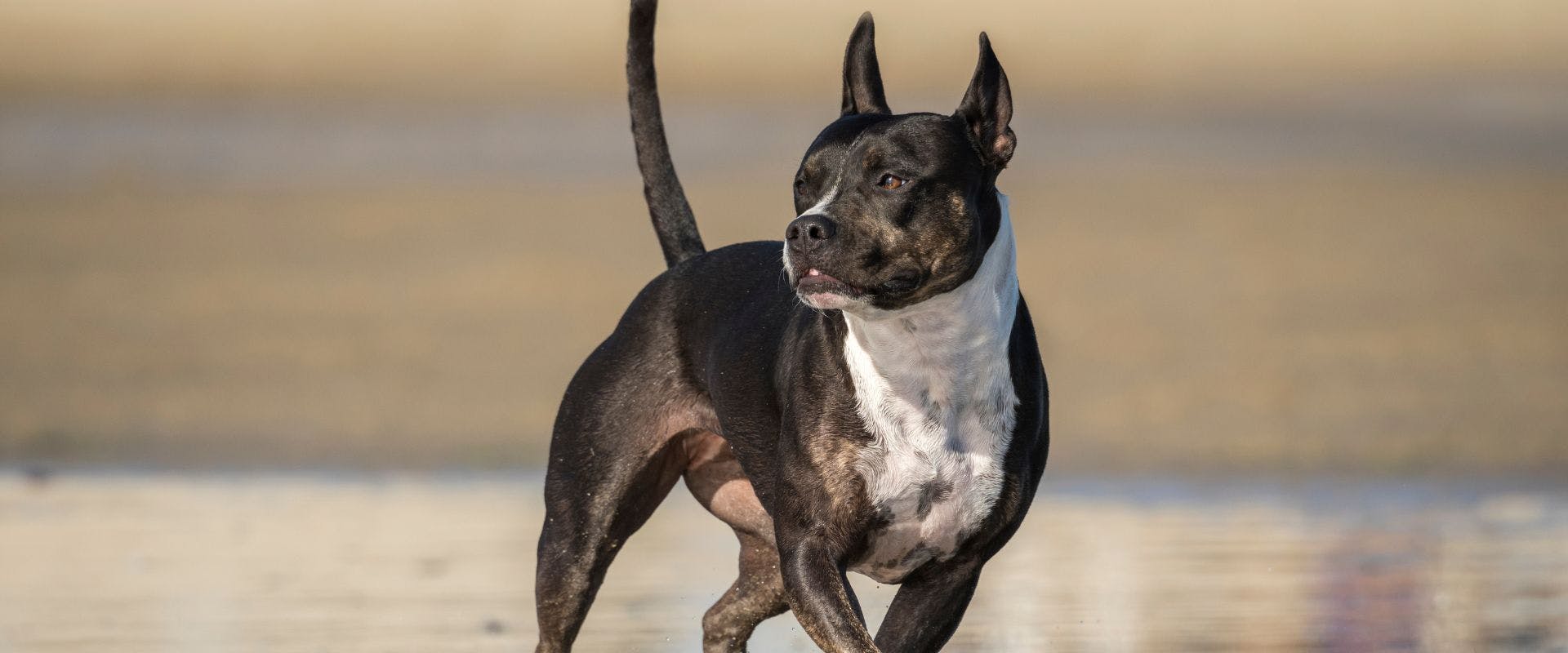Staffordshire Bull Terrier running on beach