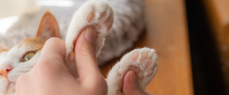 a person lightly pressing their thumbs into the cat paw pads on a white and ginger cat