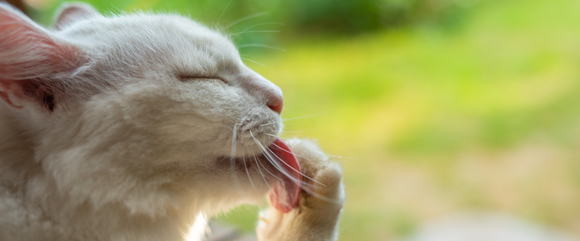 10 ToeTapping Cat Paw Facts