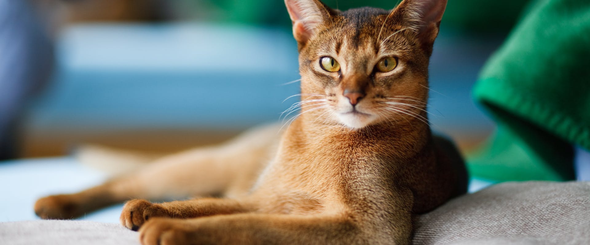 an Abyssinian Cat lying on a gray rug looking at the camera