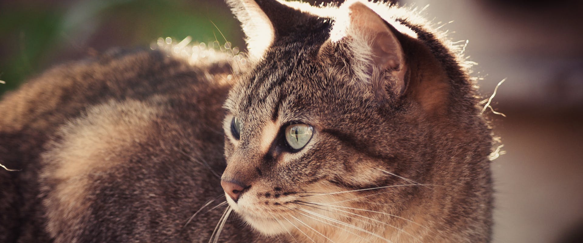 a brown tabby cat looking off to the right of the camera with sunlight softly reflecting off its head
