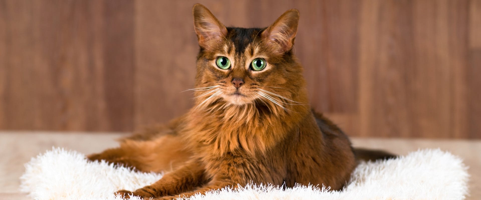 a Havana Brown Cat lying on a white rug looking directly at the camera with bright green eyes