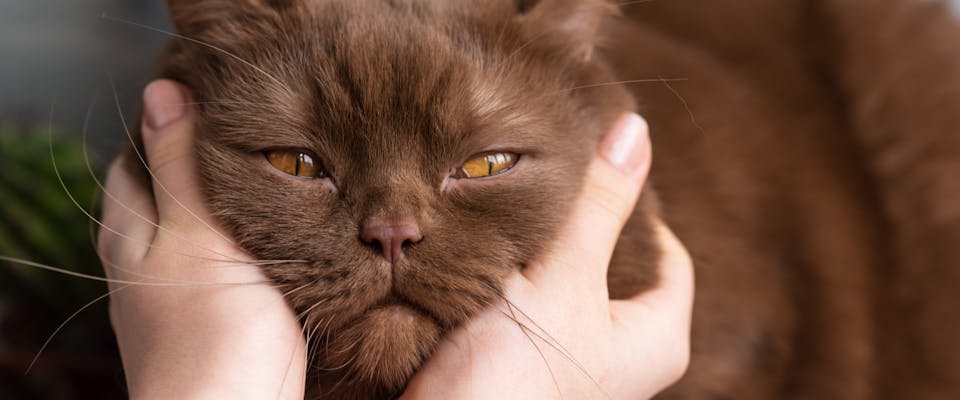 a Burmese cat having its face and neck stroked by a pair of white hands