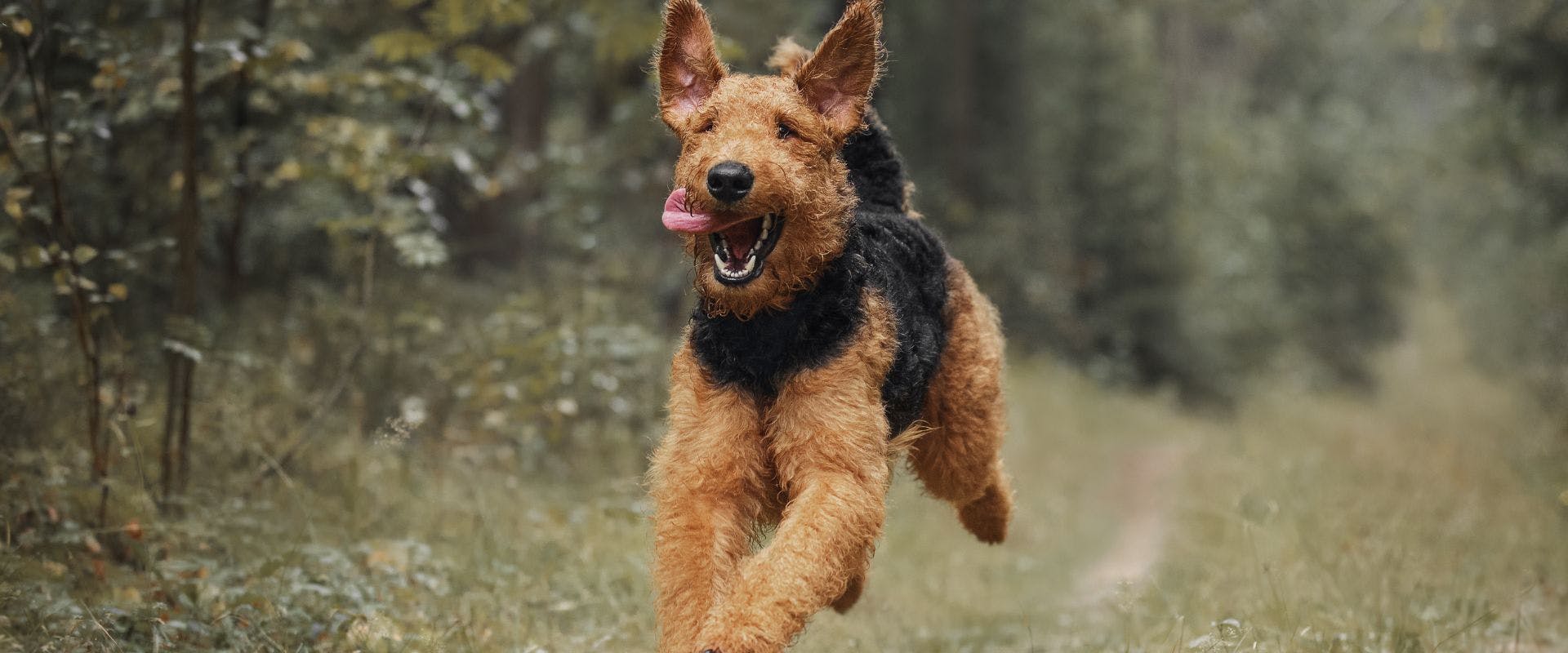 Airedale Terrier running in the woods
