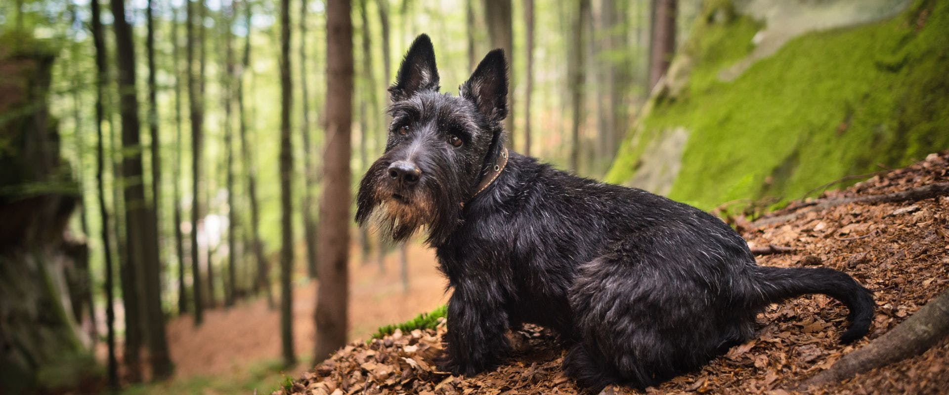 Scottish Terrier sat in the woods