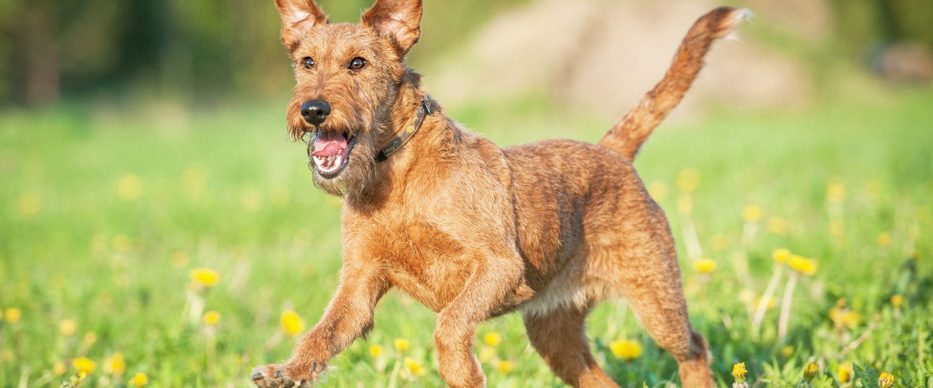 Irish Terrier dog playing outdoors