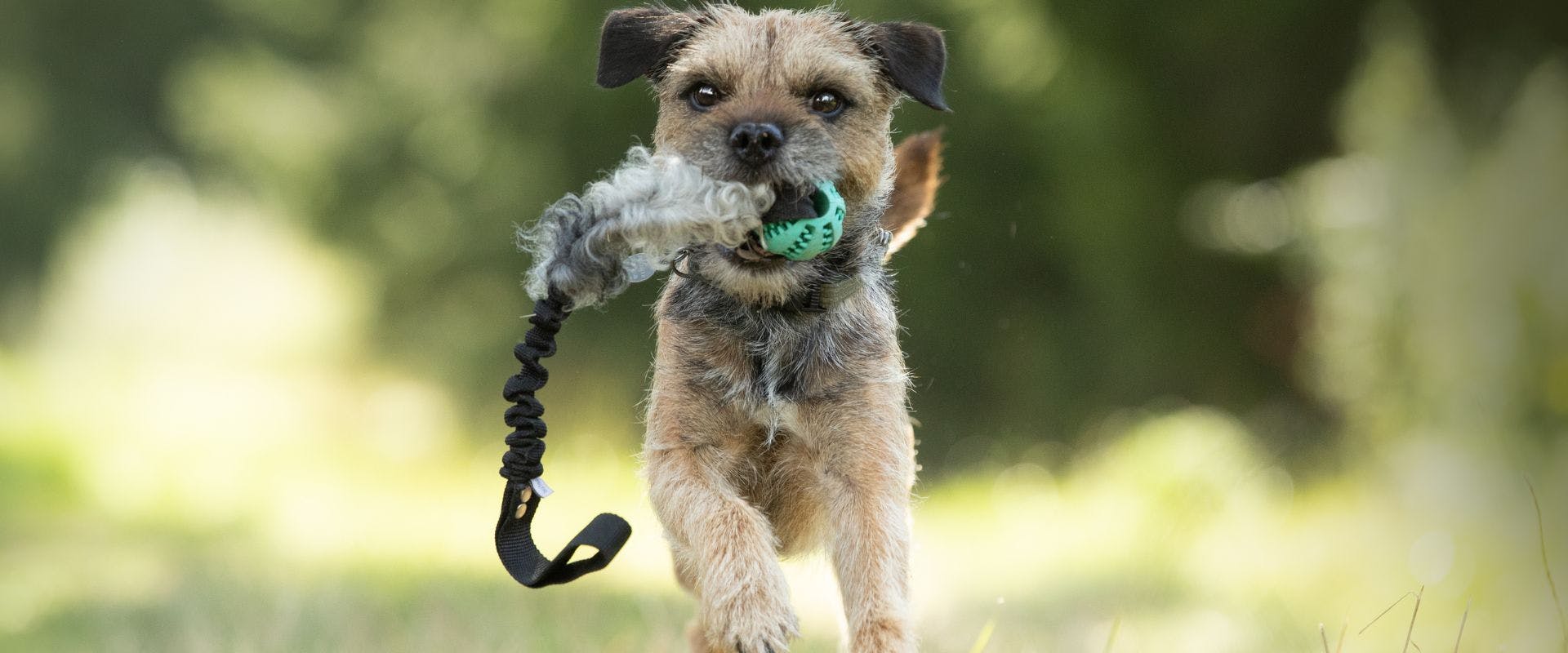 Border Terrier running with a toy in their mouth