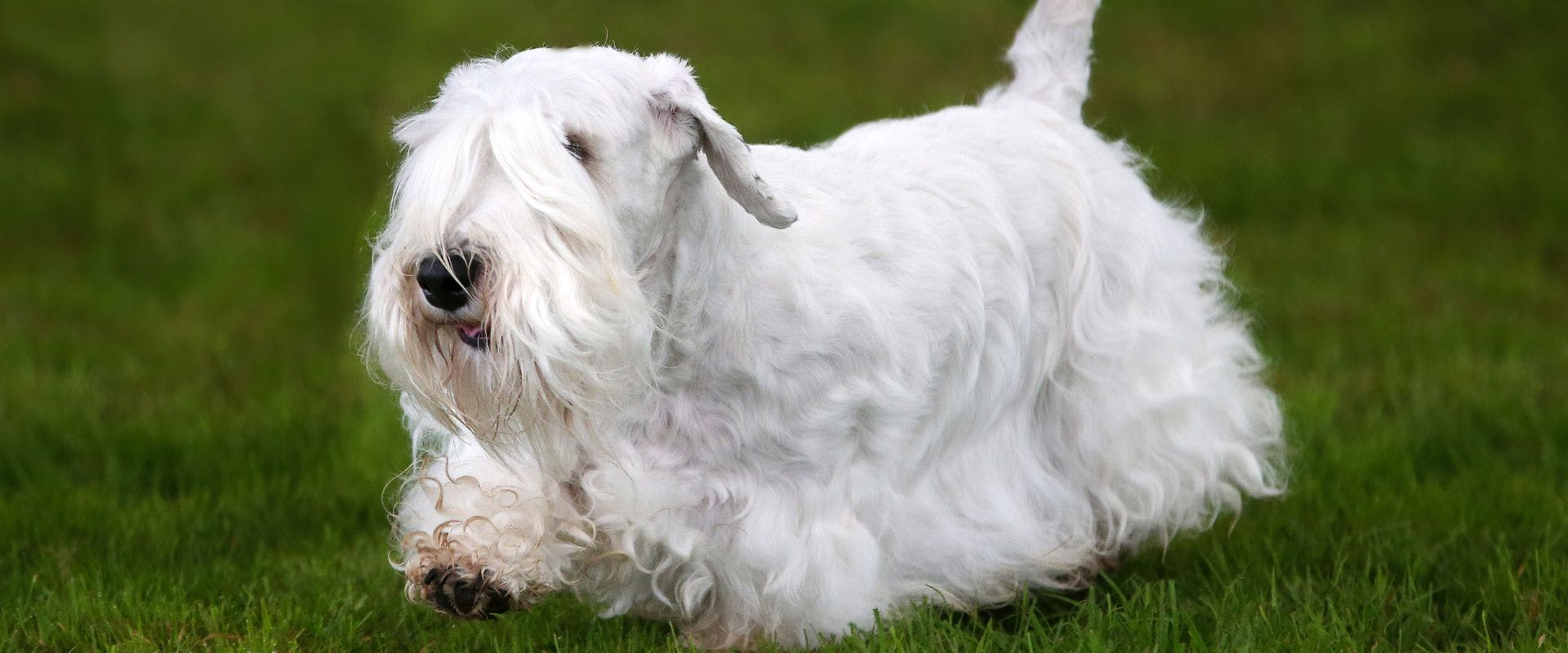 Sealyham Terrier on grass
