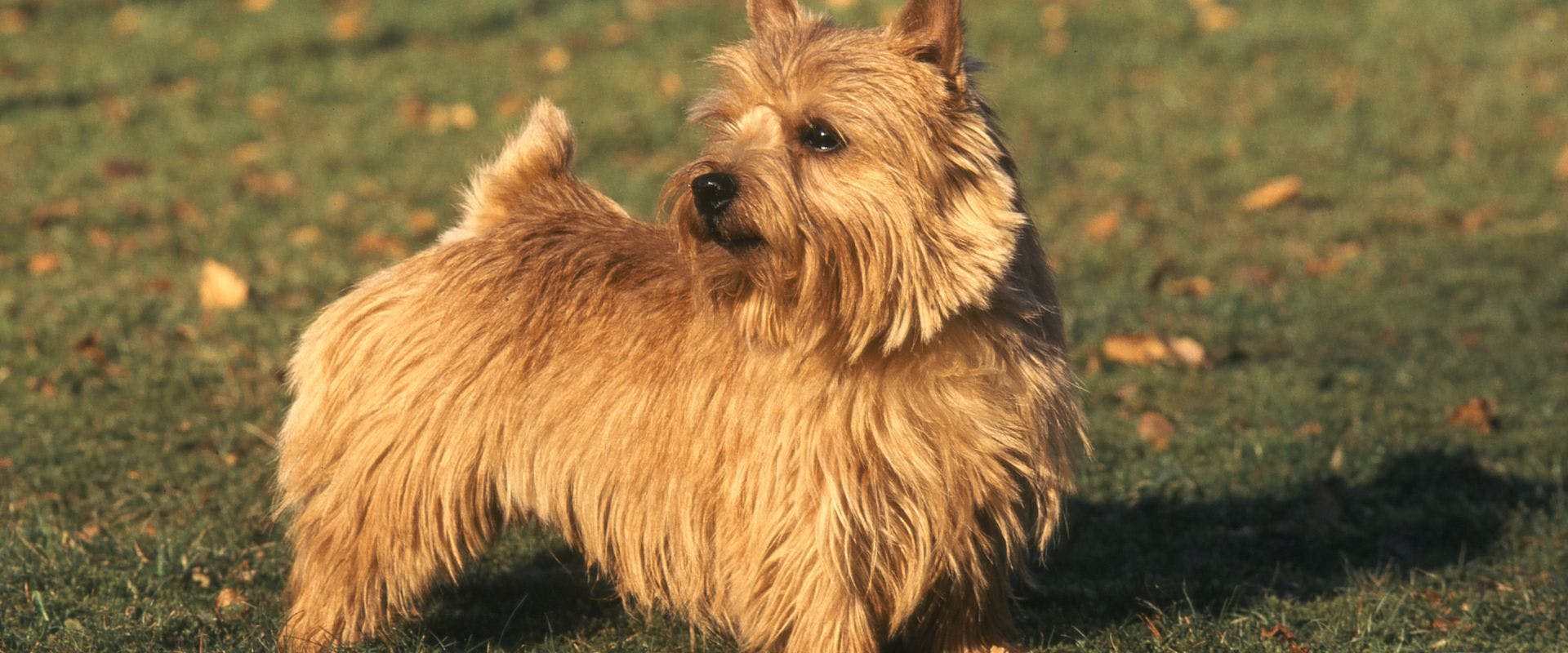 Norwich Terrier stood outdoors