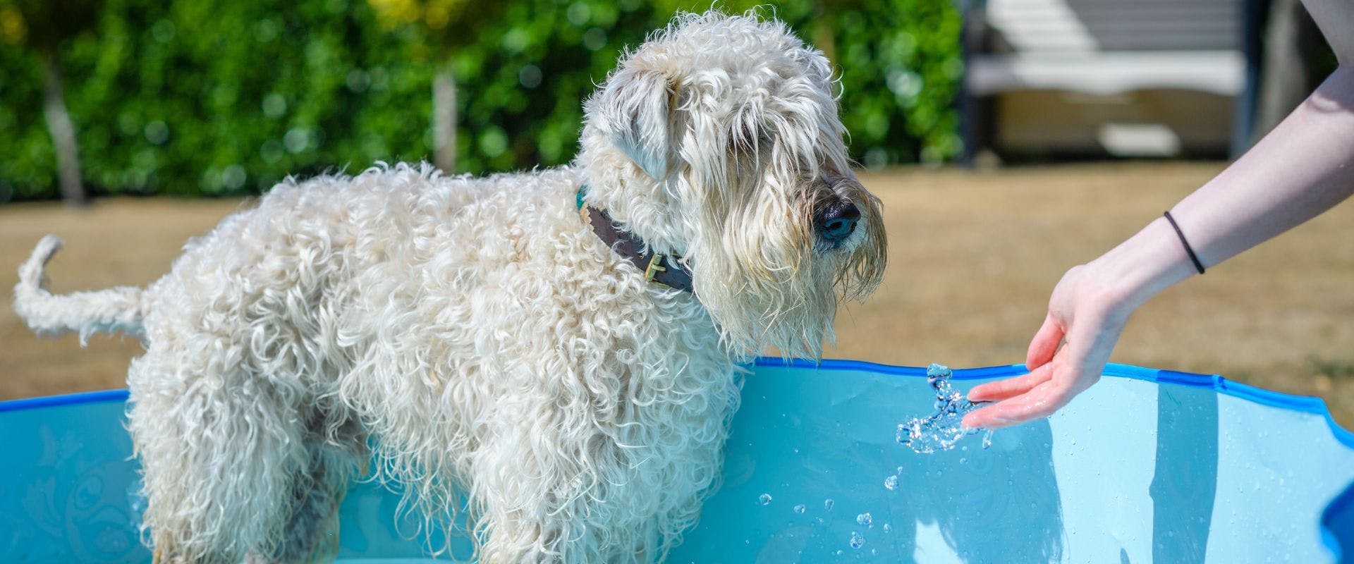 Soft-Coated Wheaten Terrier in a garden pool
