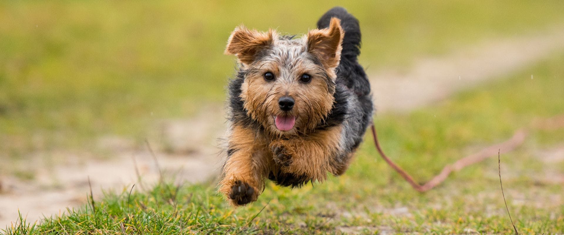 Norfolk Terrier running outdoors