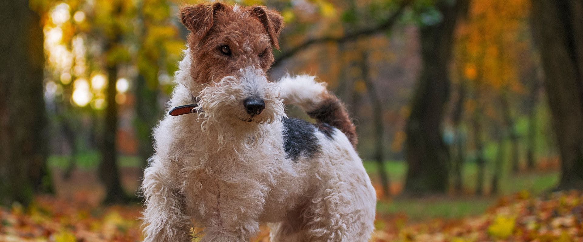 Wire Fox Terrier in the woods