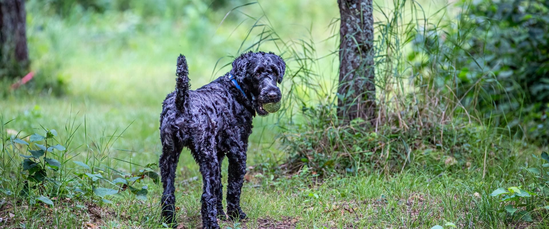 Kerry Blue Terrier in the woods