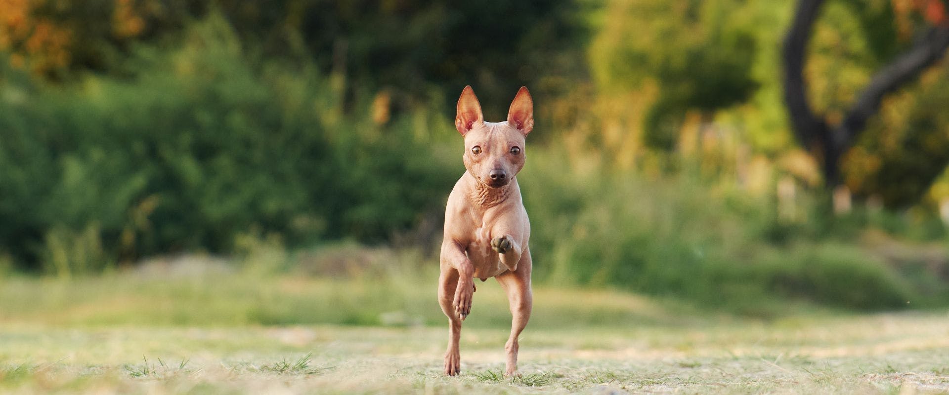 American Hairless Terrier running at a dog park