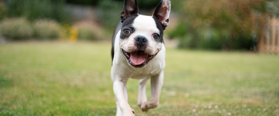Boston Terrier breed in yard