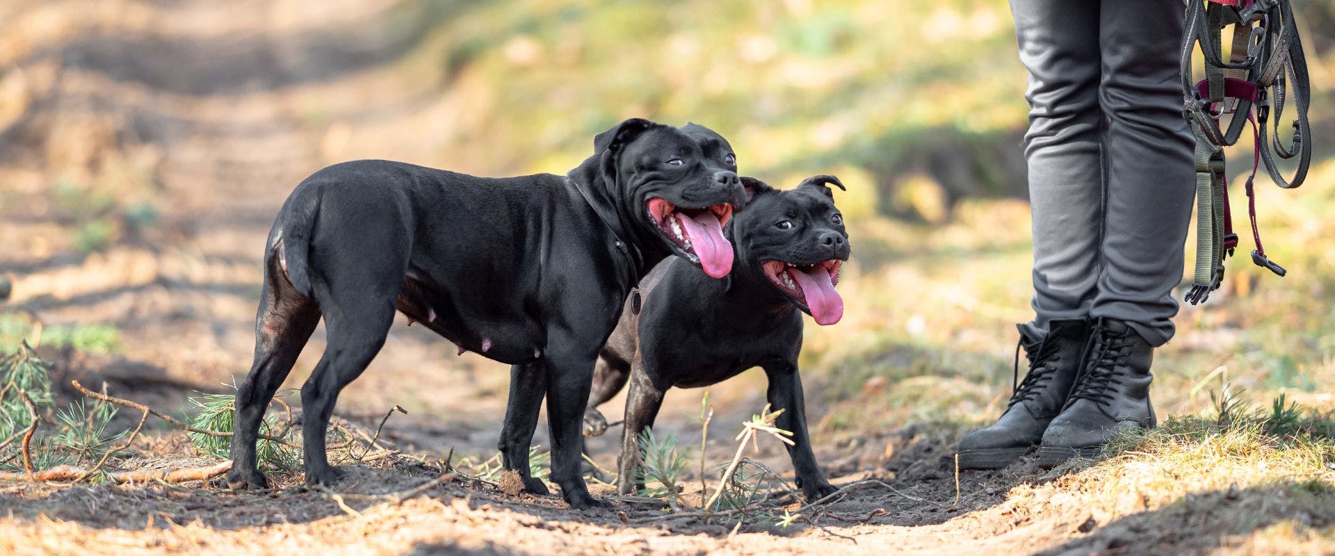 Staffordshire Bull Terrier breeds in the woods