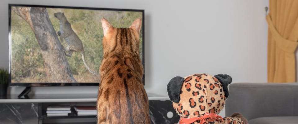 a bengal cat watching cat tv show for cats next to a stuffed toy