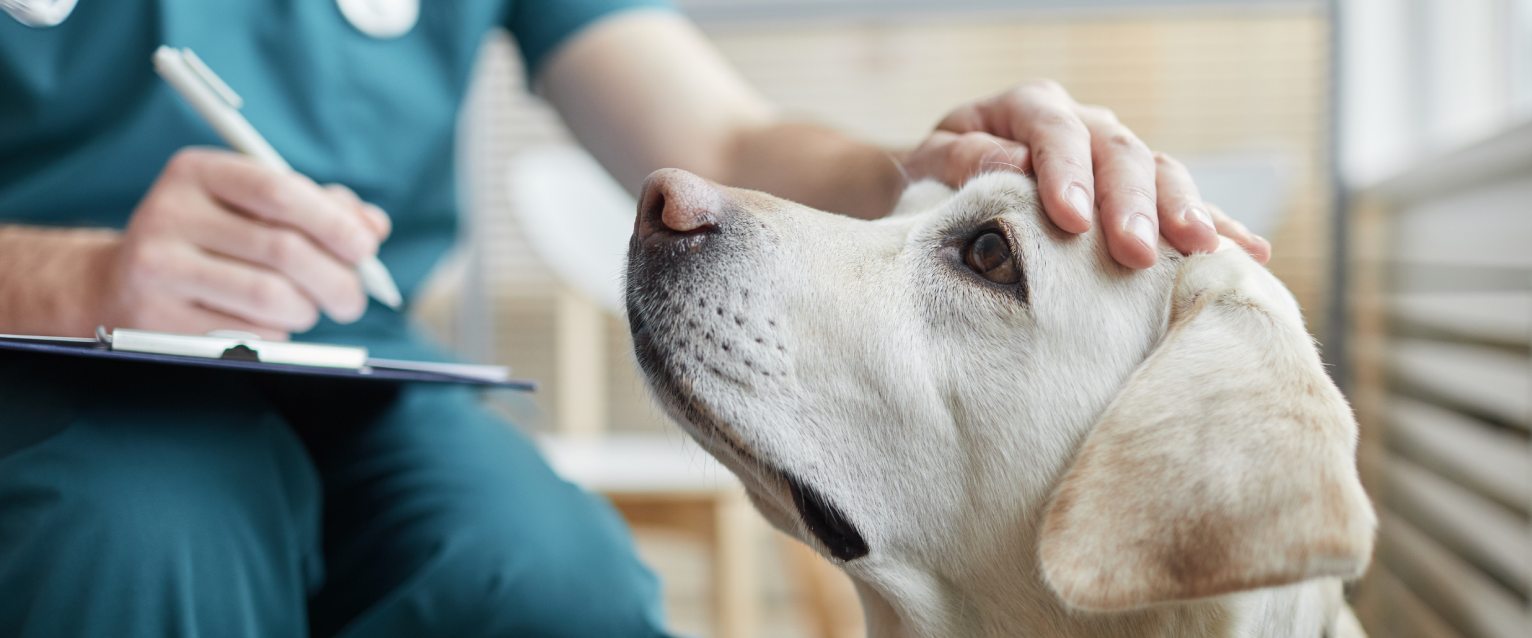 Are Dog's Mercury Poisonous to Dogs? | TrustedHousesitters.com
