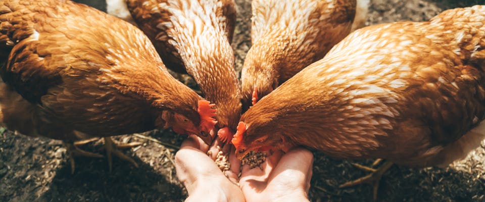four hens eating chicken feed out of a person's cupped palms