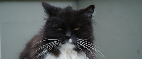 A black cat with long whiskers.