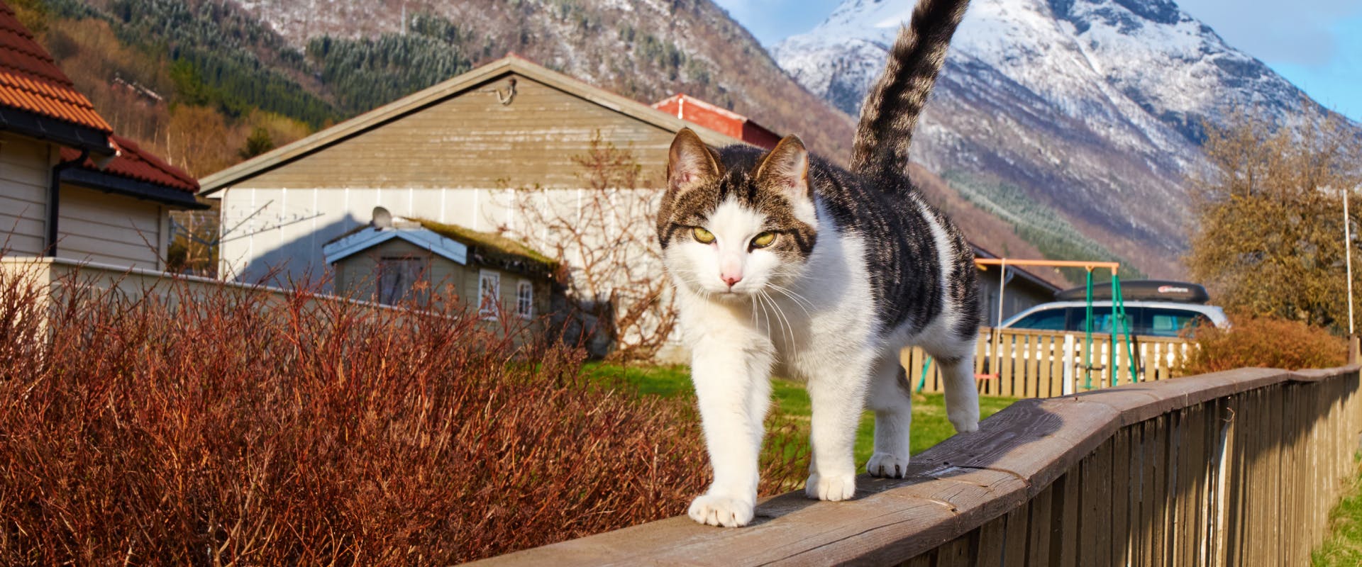 A cat walking with Nordic mountains in the background.