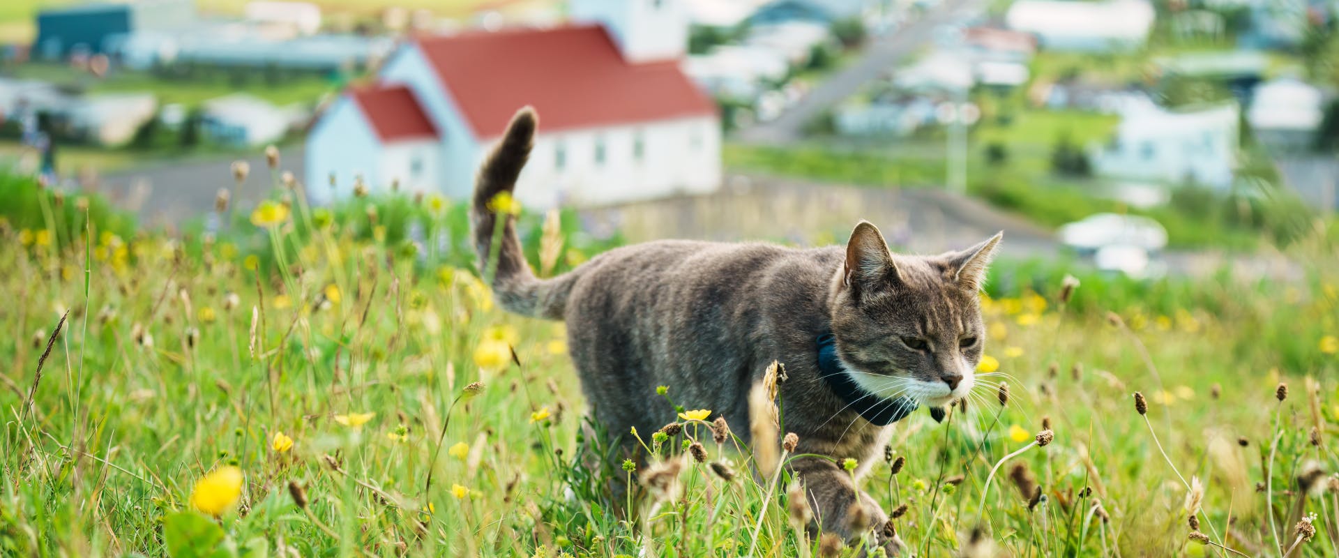 A cat walks through the Scandinavian countryside.