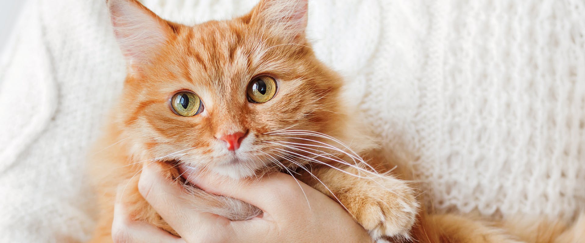 A ginger cat being held.