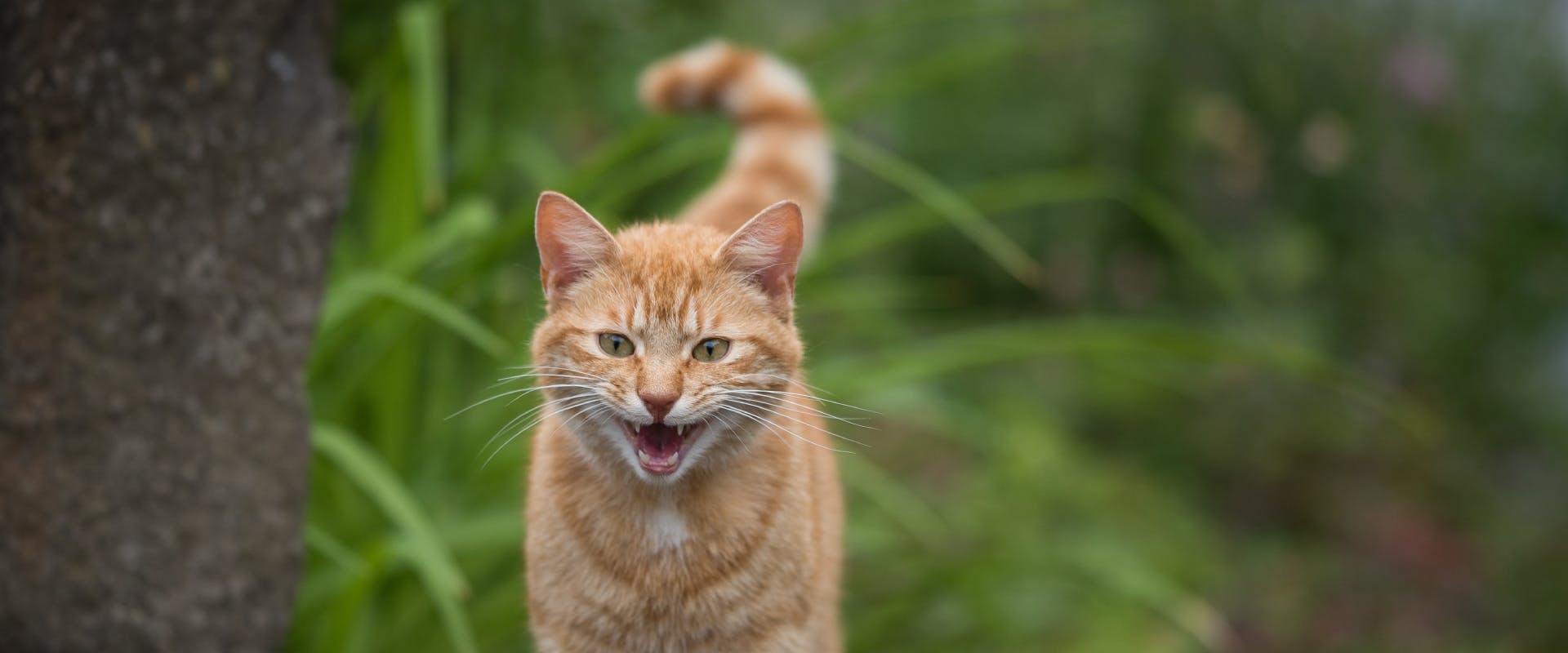 A ginger cat meowing excessively.