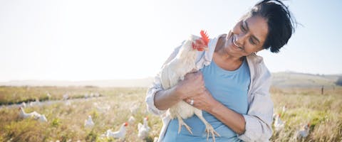 A chicken sitter holds a chicken.