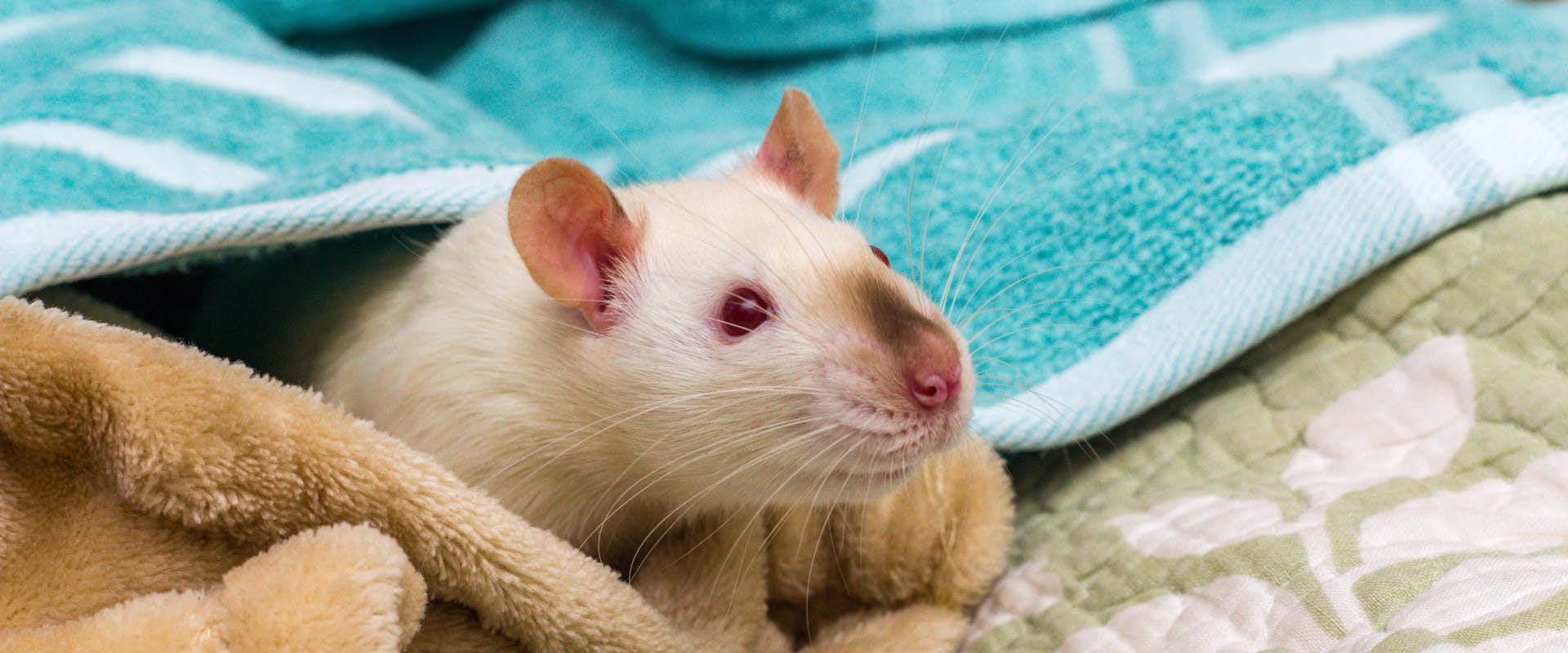 an albino rat poking its head out from underneath a blue towel on top of a duvet