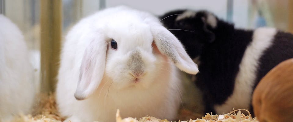 a lop-eared white rabbit in a glass hutch next to a black and white guinea pig