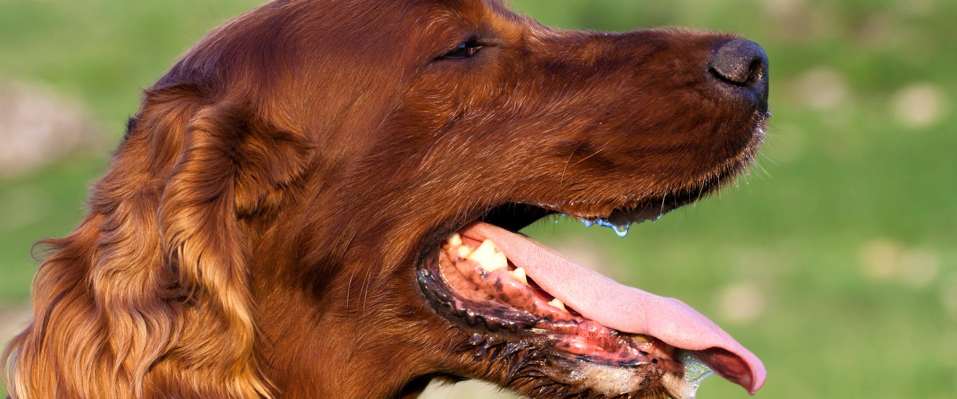 a red flat coat retriever facing off to the right of the camera with its mouth wide open and panting
