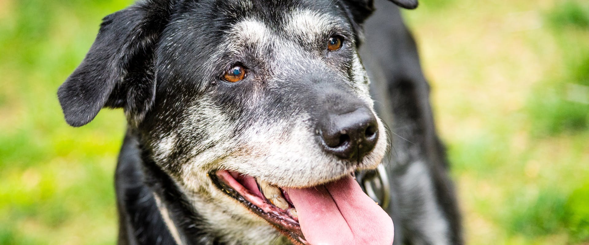 a elderly black dog looking up past the camera while panting