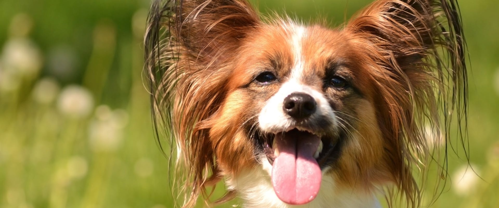 a Papillion dog sat in a field panting looking directly at the camera
