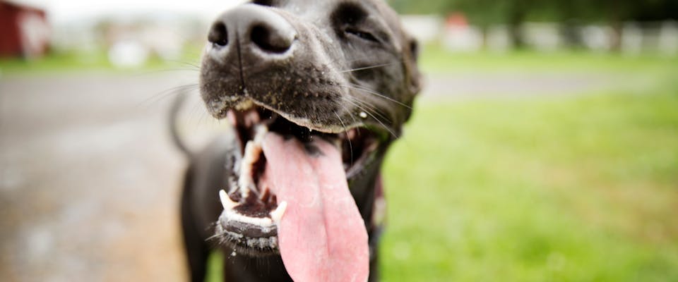 a large black dog panting right in front of the camera with its eyes closed