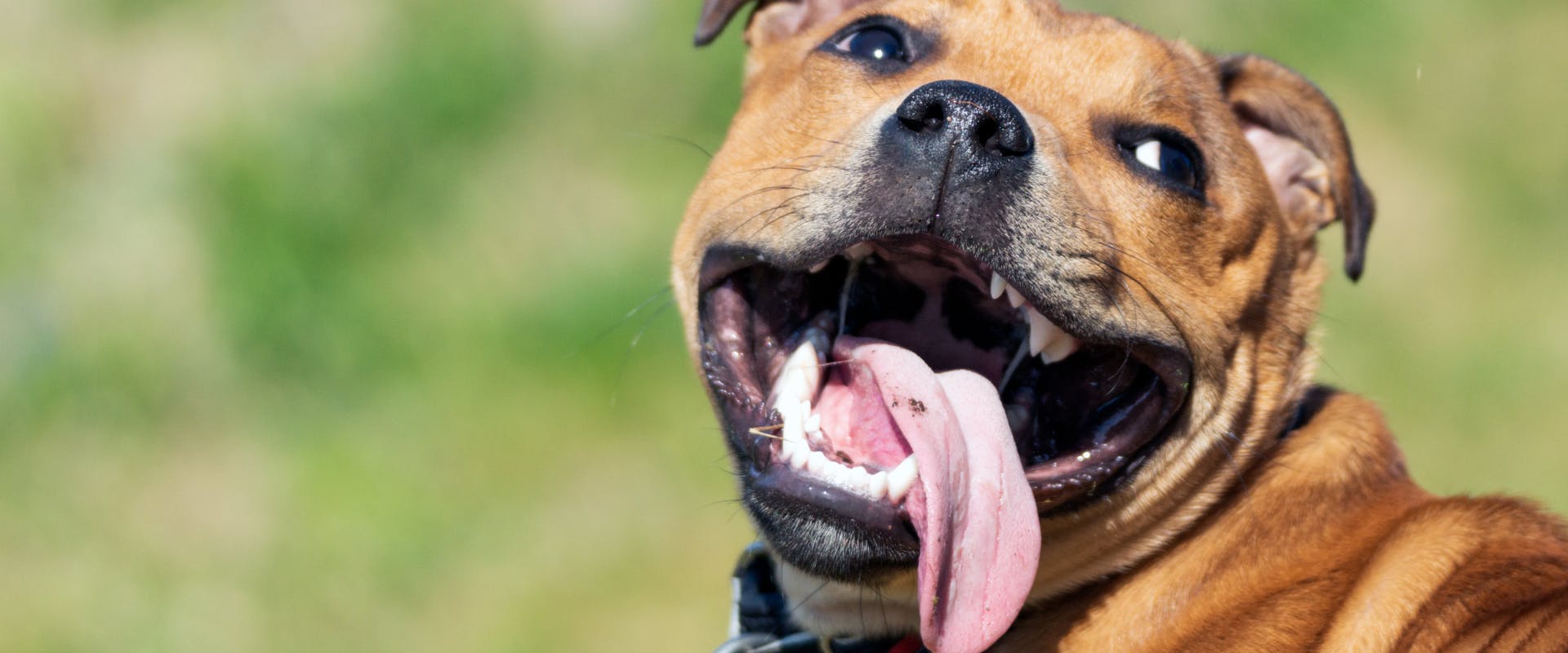 a brown staffy dog sitting in a field looking over its shoulder panting with its tongue lolling out