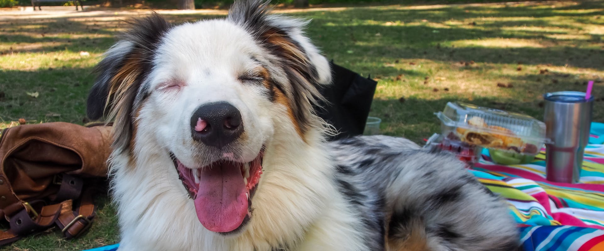 an australian shepherd lying on a picnic blanket with its eyes closed and tongue out while panting