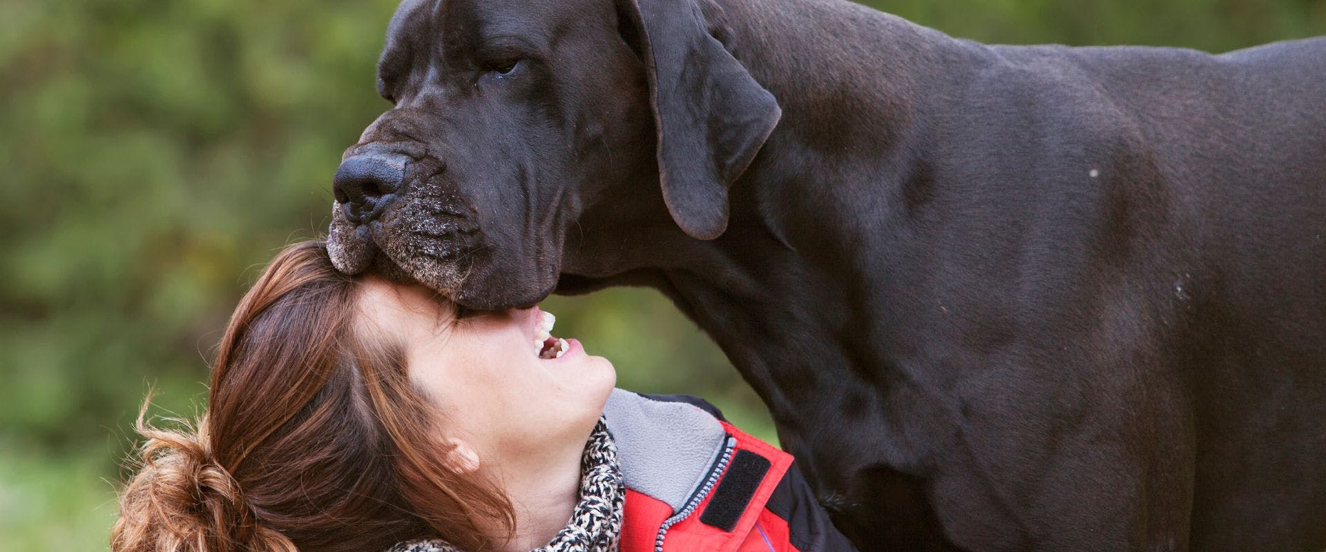 Black Great Dane resting their head on a person's face