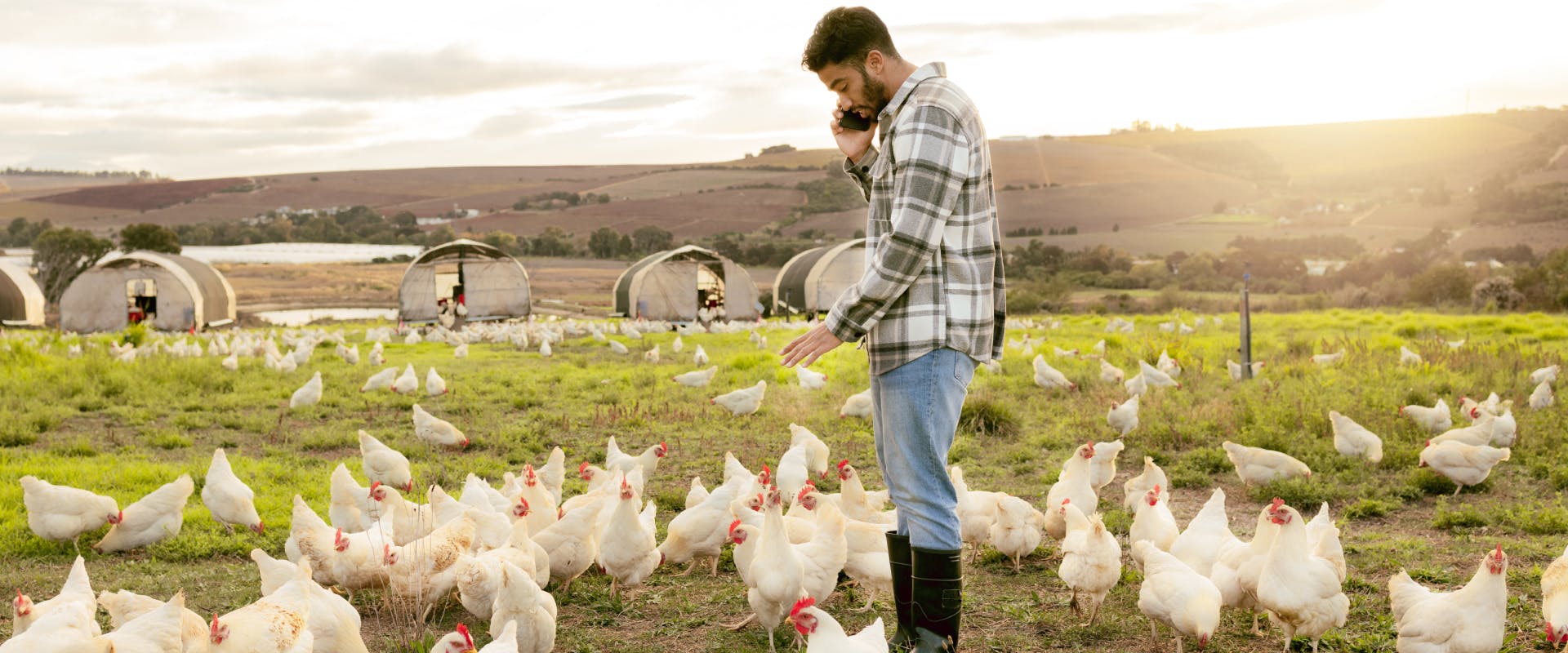 a man in a field surrounded by white chickens on a farm