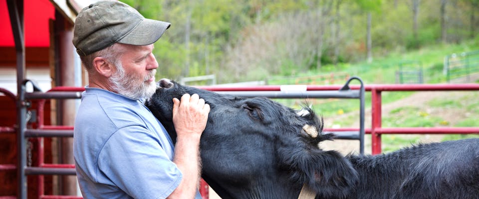 a man with a gray beard and green cap on stroking the face of a black cow which has its face resting on his chest
