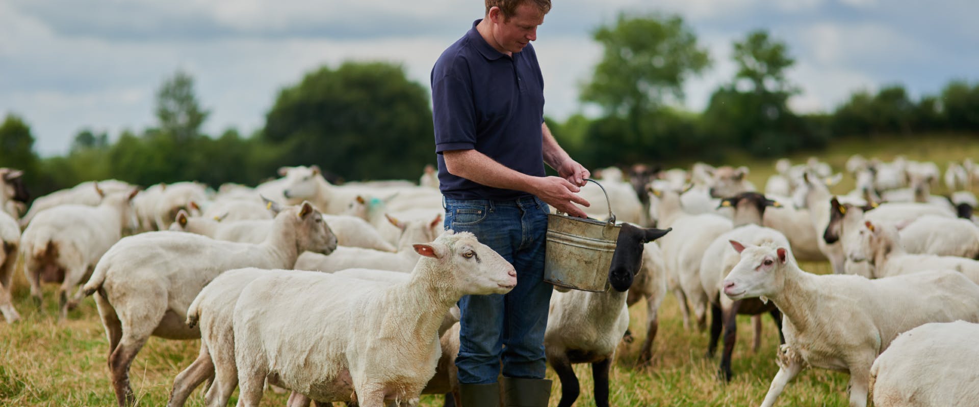 a man in a field holding a metal bucket surrounded by shorn sheep