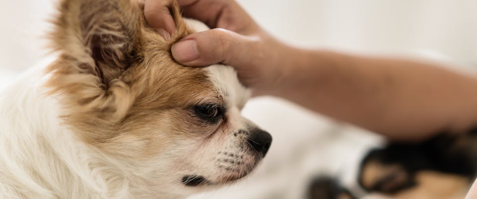 A dog being checked for dandruff.