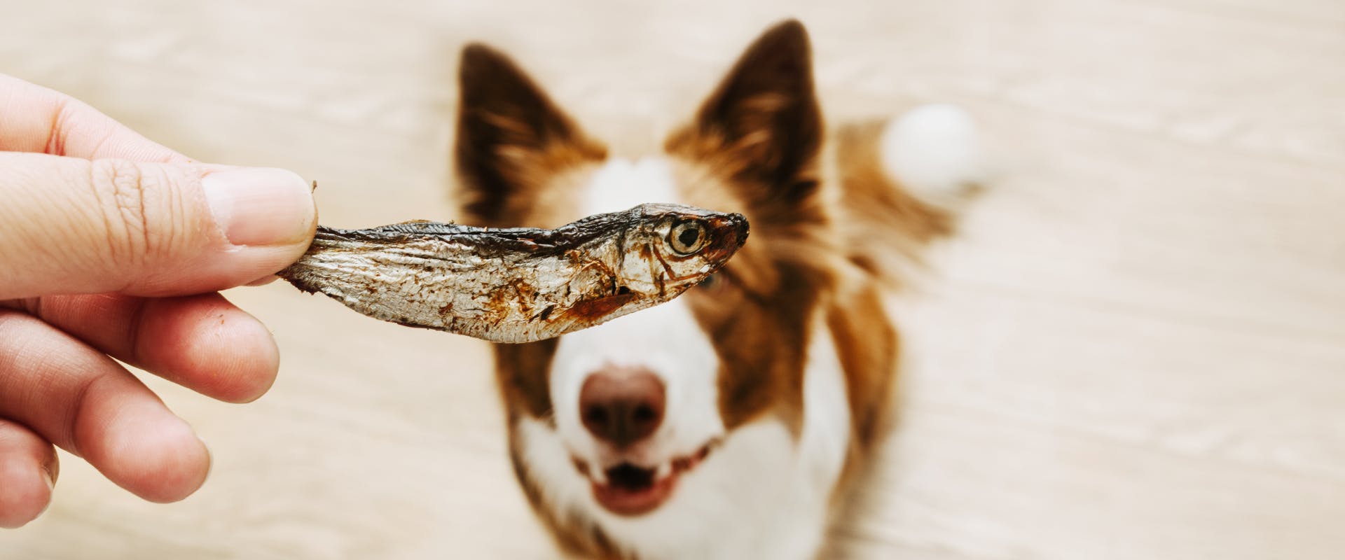 A dog being offered some fish.