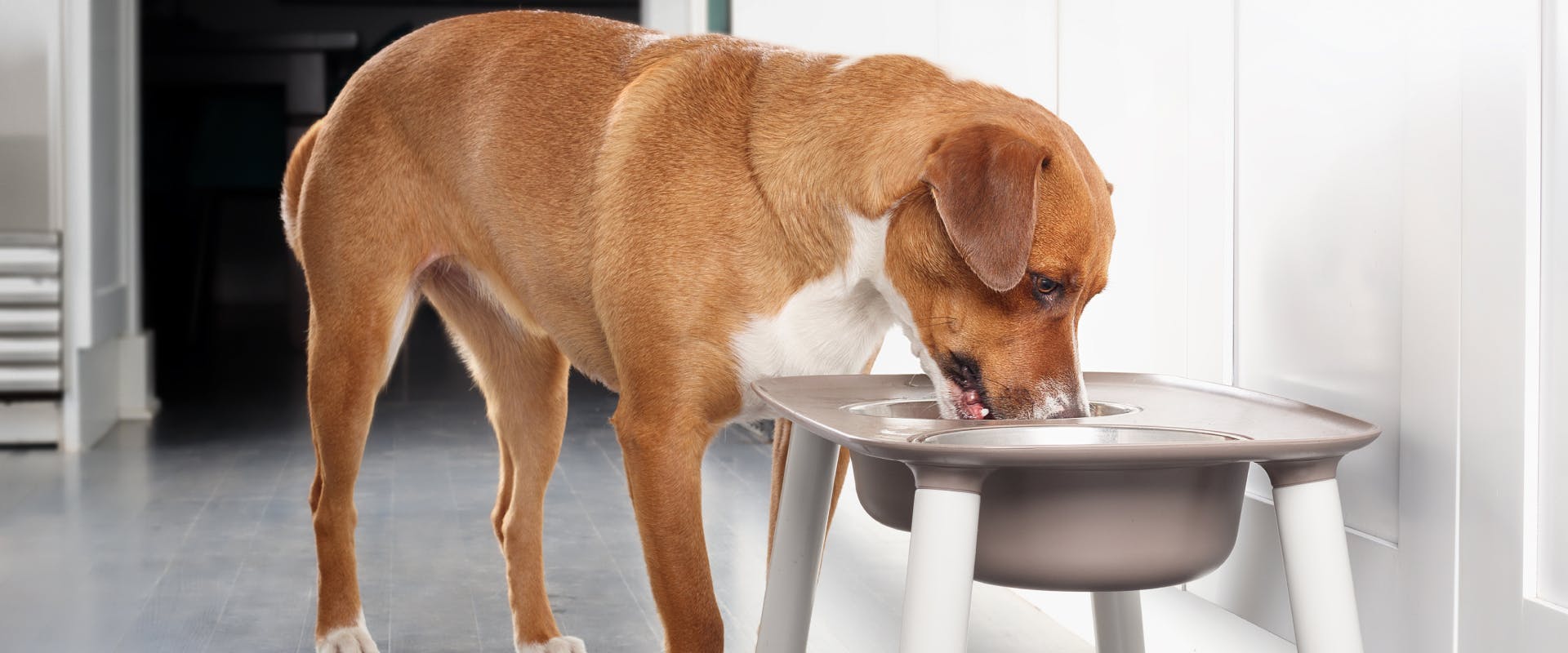a large brown a white dog eating out of an elevated food bowl