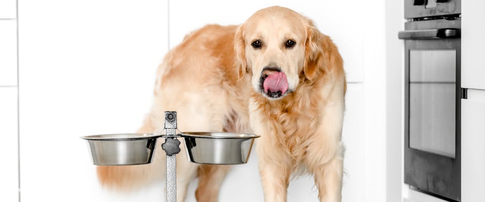 a golden retriever licking its nose next to a metal raised dog bowl stand