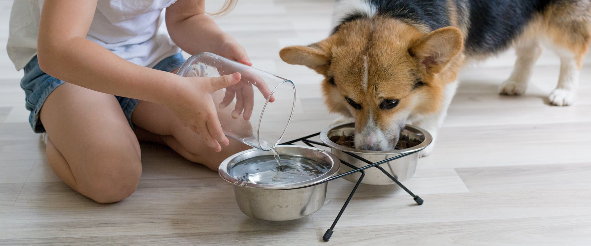 a corgi eating out of a small raised dog bowl while a person fills up its water bowl