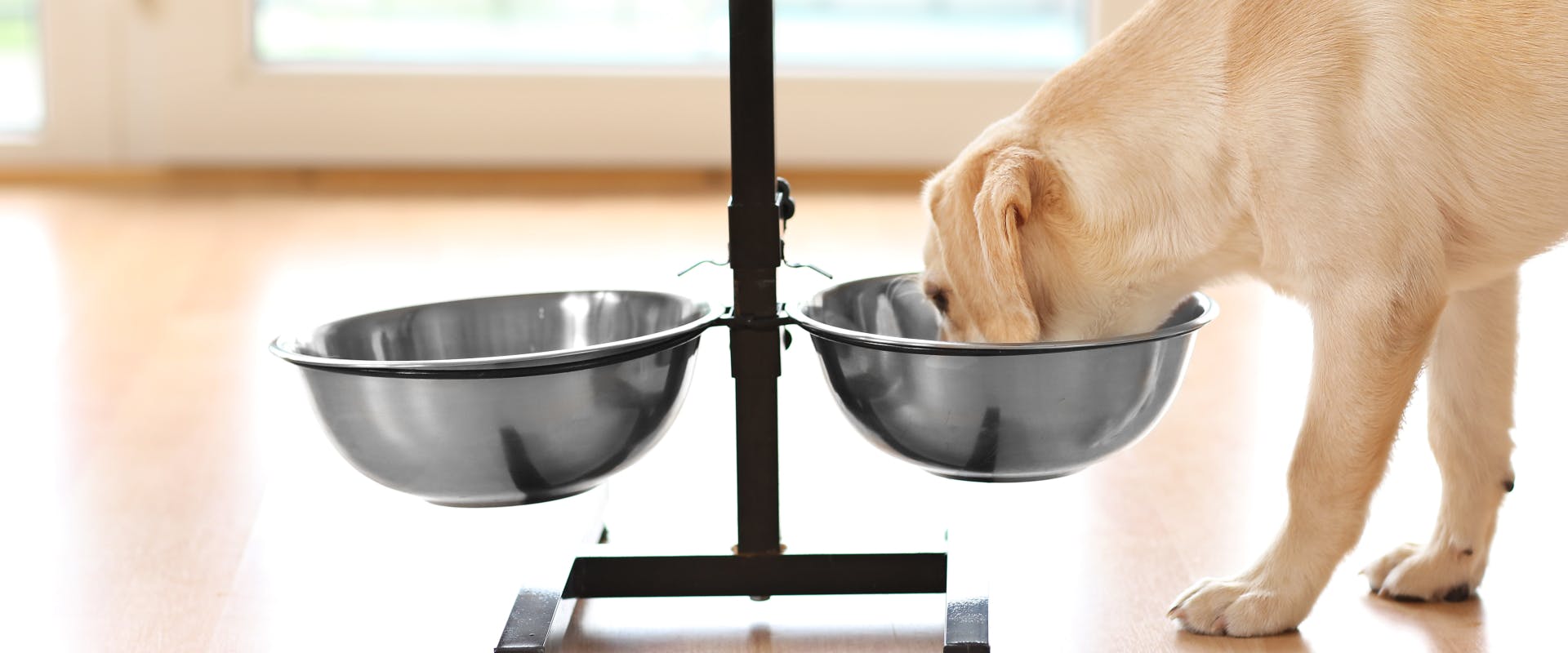 a white Labrador eating out of a dog bowl raised feeder
