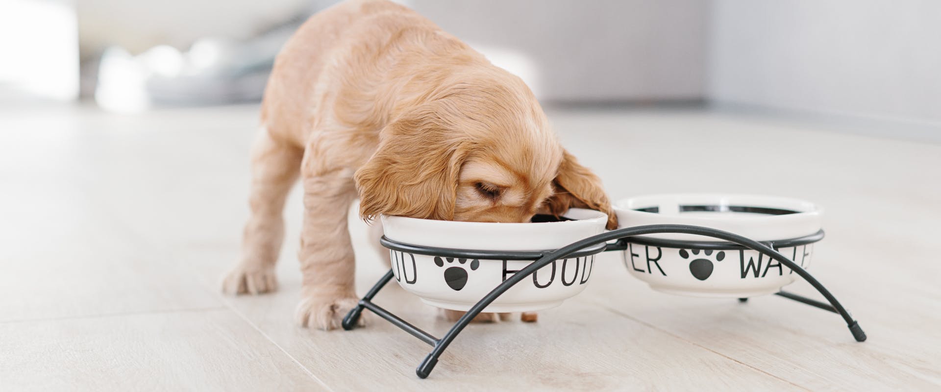a golden retriever puppy eating out of raised food bowls