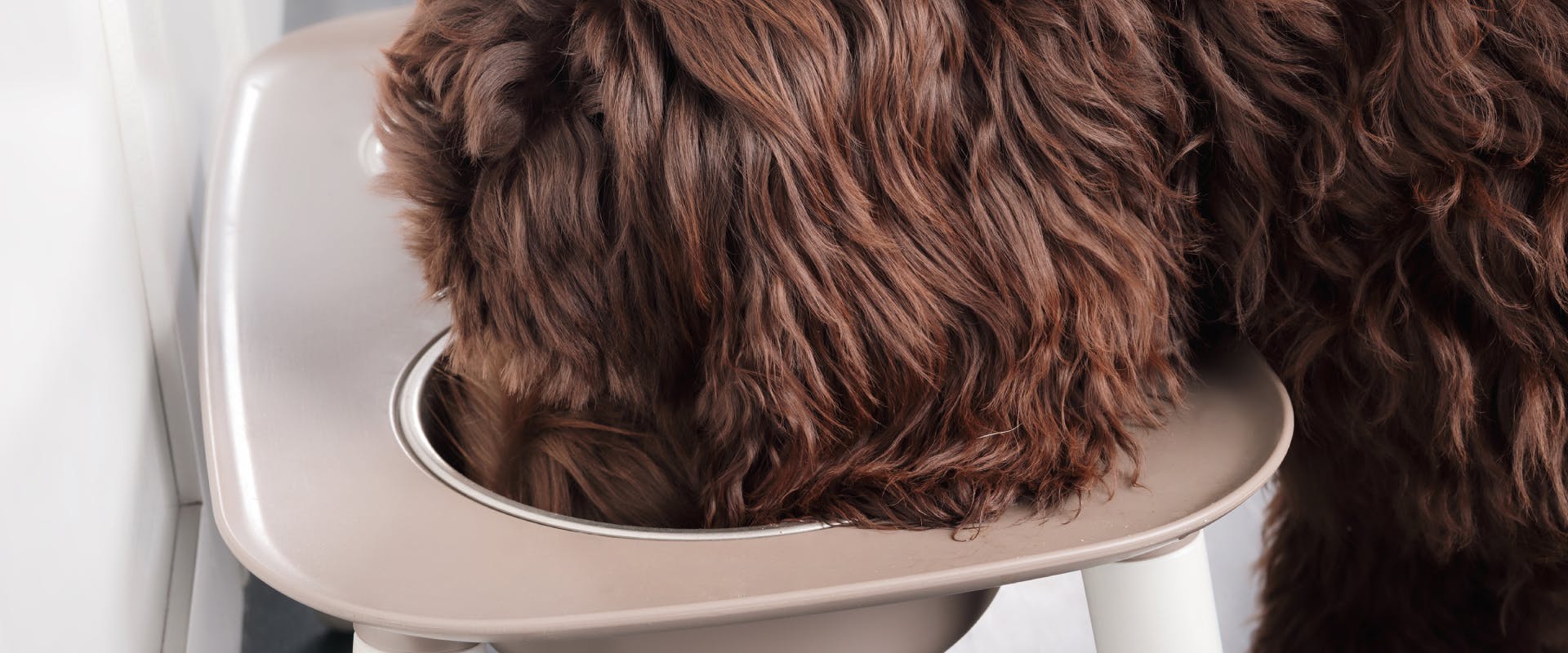 a close up of a brown doddle eating out of a raised dog bowl