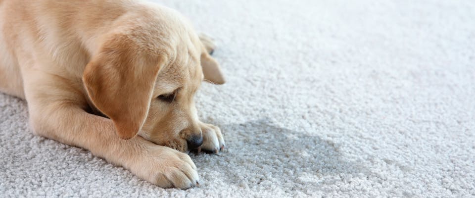 Golden Lab puppy sniffing wet patch on carpet
